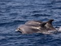 Dolphin watching Losinj