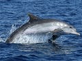 Dolphin watching Losinj