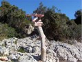 island losinj