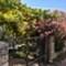 Isola Lussino - app Malin