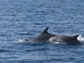 Delfini - isola Lussino
Foto: tz-malilosinj.hr