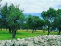 Lošinj