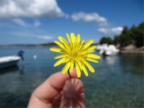 'Maslačak'
Autor: Arja Tataj, Mali Lošinj