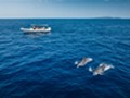 Dolphin watching Losinj