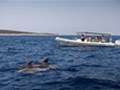 Dolphin watching Losinj