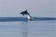 Delfini - isola Lussino
Foto: tz-malilosinj.hr